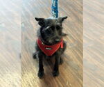 Small #3 Mutt