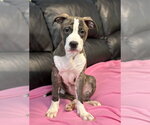 Small #1 American Staffordshire Terrier Mix