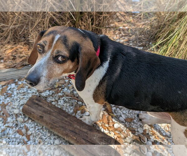 Medium Photo #9 Beagle Puppy For Sale in Dunnellon, FL, USA