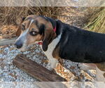 Small #8 Beagle