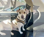 Small #7 Beagle-Chihuahua Mix