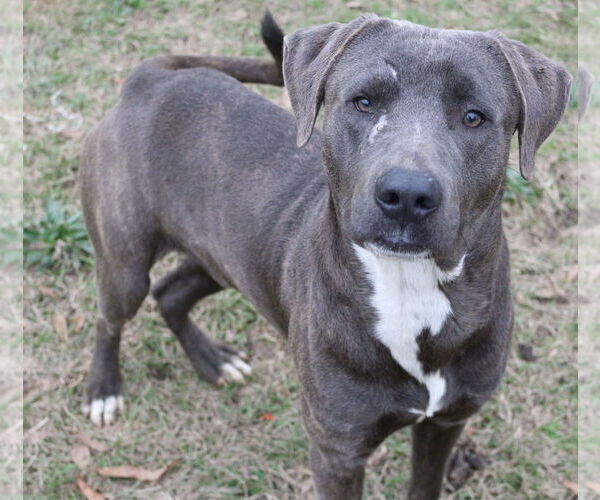 Medium Photo #2 Labrador Retriever-Unknown Mix Puppy For Sale in Jackson, MS, USA