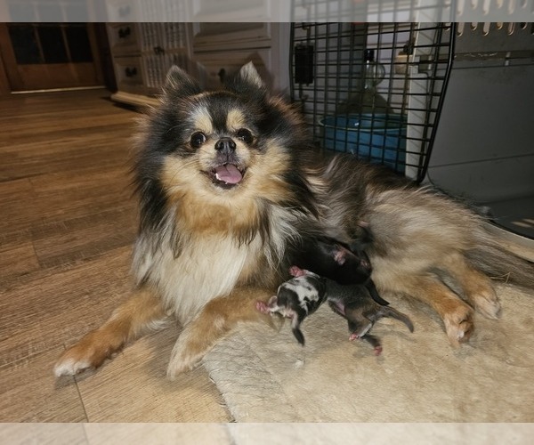 Medium Photo #1 Pomeranian Puppy For Sale in DINWIDDIE, VA, USA