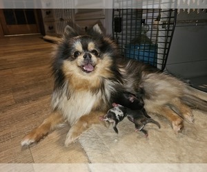 Mother of the Pomeranian puppies born on 03/11/2025