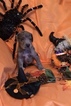 Small Photo #10 Great Dane Puppy For Sale in ALBERTVILLE, AL, USA