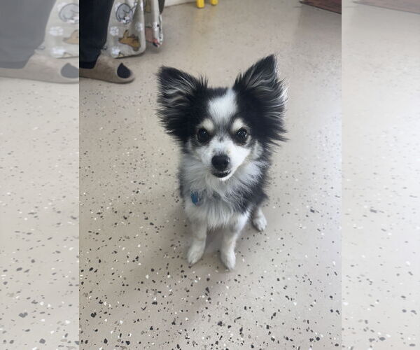 Medium Photo #3 Australian Shepherd-Chihuahua Mix Puppy For Sale in York, SC, USA