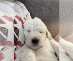 Small #1 Labradoodle