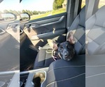 Small #2 German Shepherd Dog