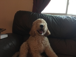 Goldendoodle Puppy for sale in CRAWFORDSVILLE, IN, USA