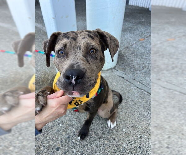 Medium Photo #4 American Pit Bull Terrier-Unknown Mix Puppy For Sale in Bellevue, WA, USA