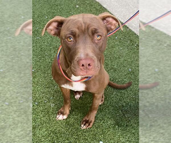 Medium Photo #1 American Pit Bull Terrier Puppy For Sale in Fayetteville, NC, USA