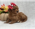 Small Photo #7 Double Doodle Puppy For Sale in CEDAR LANE, PA, USA