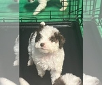 Small Photo #4 Poodle (Toy) Puppy For Sale in ORLANDO, FL, USA