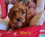 Puppy 4 Cavachon-Poodle (Miniature) Mix