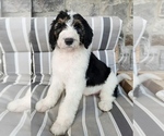 Puppy Milo Aussiedoodle-Bernedoodle Mix