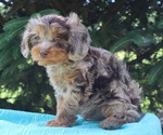 Small #5 Cavapoo
