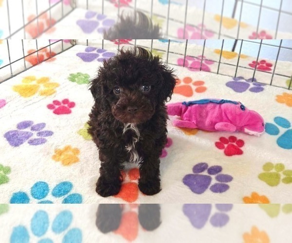Medium Photo #2 Cockapoo (Toy)-Poodle (Toy) Mix Puppy For Sale in ORO VALLEY, AZ, USA