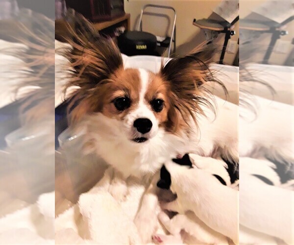 Medium Photo #1 Papillon Puppy For Sale in CHEYENNE, WY, USA