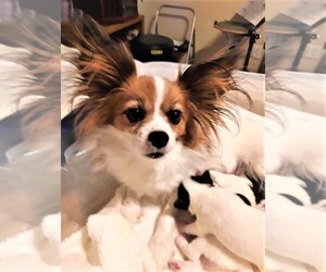 Mother of the Papillon puppies born on 03/14/2025