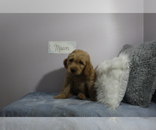 Medium Photo #1 Goldendoodle Puppy For Sale in EVART, MI, USA