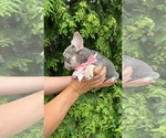 Small #3 French Bulldog