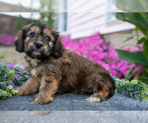 Cavachon Litter for sale in FRESNO, OH, USA