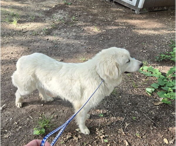 Medium Photo #5 Great Pyrenees Puppy For Sale in Spring, TX, USA