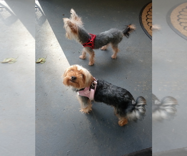 Medium Photo #1 Yorkshire Terrier Puppy For Sale in CLEVELAND, OH, USA