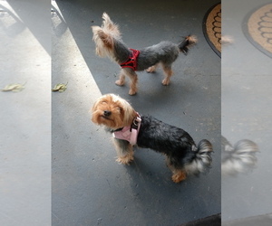 Mother of the Yorkshire Terrier puppies born on 04/26/2025