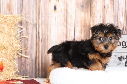 Medium Photo #2 Yorkshire Terrier Puppy For Sale in BEL AIR, MD, USA