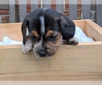 Small #5 Beagle
