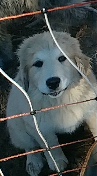 Medium Photo #9 Great Pyrenees-Karakachan Mix Puppy For Sale in ALTAVISTA, VA, USA