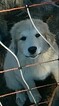 Small Photo #9 Great Pyrenees-Karakachan Mix Puppy For Sale in ALTAVISTA, VA, USA