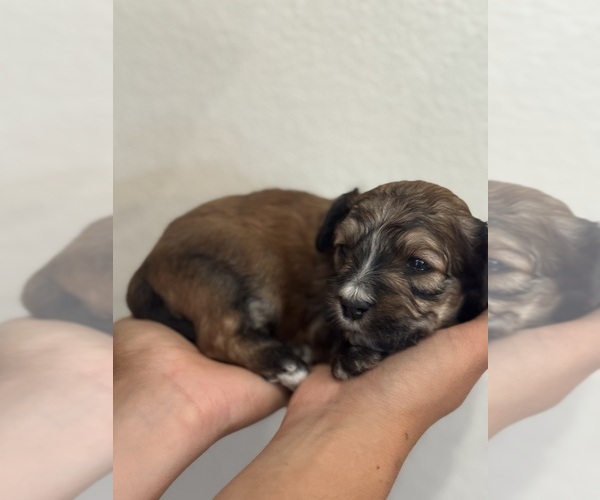 Medium Photo #8 Bernedoodle (Miniature) Puppy For Sale in LONGMONT, CO, USA