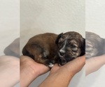 Small #7 Bernedoodle (Miniature)