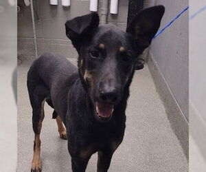German Shepherd Dog-Unknown Mix Dogs for adoption in Las Vegas, NV, USA