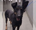 Small German Shepherd Dog Mix