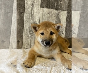 Shiba Inu Puppy for sale in CANOGA, NY, USA