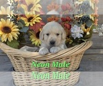 Small Photo #12 Golden Retriever Puppy For Sale in CRAWFORDVILLE, FL, USA