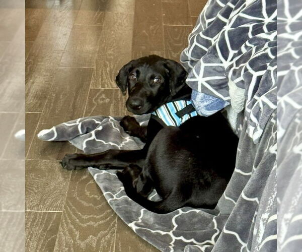 Medium Photo #5 Mutt Puppy For Sale in San Juan Capistrano, CA, USA