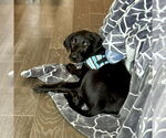Small #4 Mutt