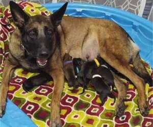 Belgian Malinois Litter for sale in SARASOTA, FL, USA