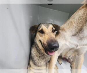 German Shepherd Dog-Unknown Mix Dogs for adoption in Houston, TX, USA