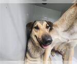 Small German Shepherd Dog Mix