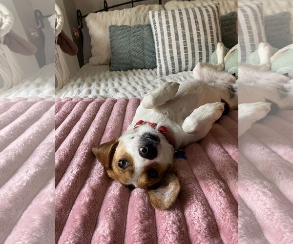 Medium Photo #2 Beagle-Unknown Mix Puppy For Sale in Plainfield, IL, USA