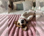 Small #1 Beagle Mix