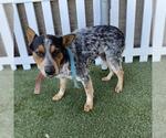 Small Mutt