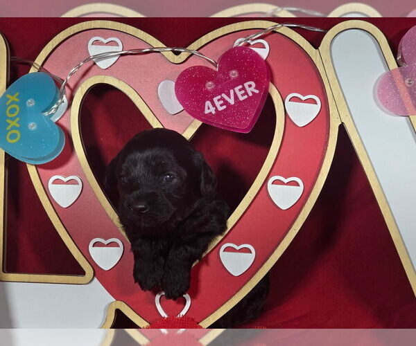 Medium Photo #1 Bernedoodle (Miniature) Puppy For Sale in BLACK FOREST, CO, USA