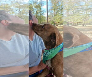 Tucker - Male Labrador Retriever-Unknown Mix Dog for Adoption - Photo #5