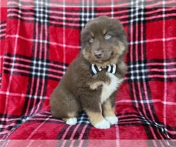 Medium Photo #2 Miniature Australian Shepherd Puppy For Sale in LAKELAND, FL, USA
